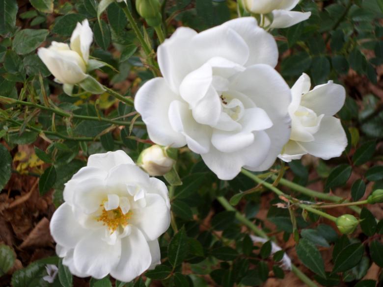 Free stock image of White camellia's created by Mark Gleeson