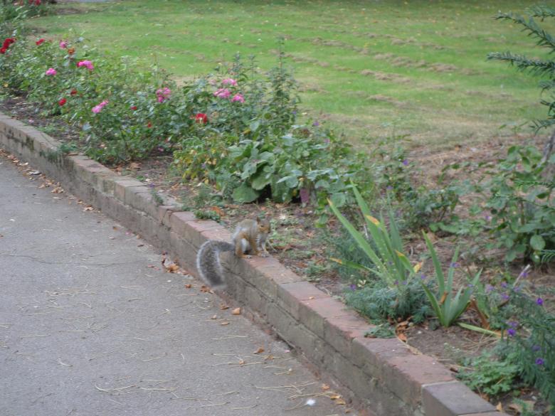 Free stock image of Squirrel created by Mark Gleeson