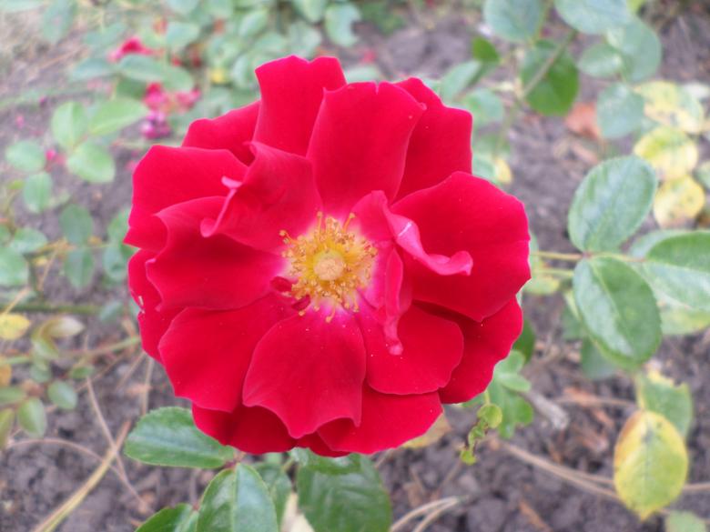 Free stock image of Red Camellia created by Mark Gleeson