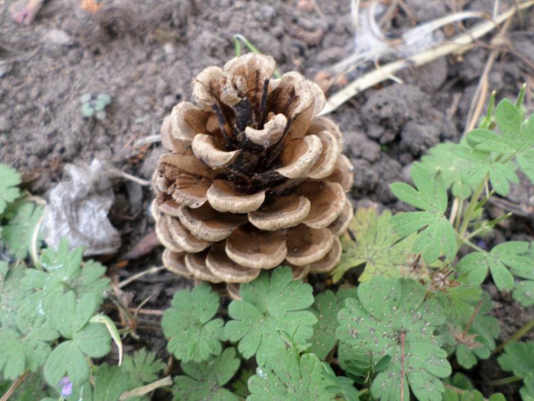 Free stock image of Conifer cone created by Mark Gleeson