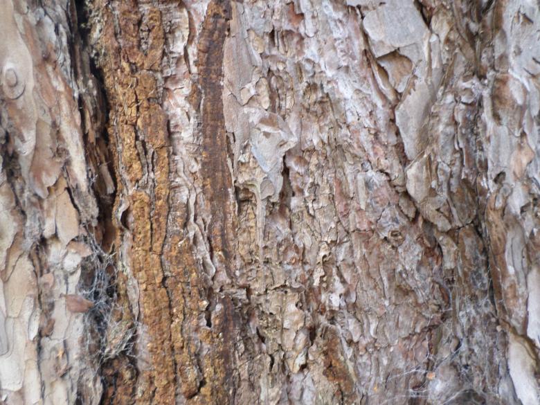 Free stock image of Tree trunk created by Mark Gleeson
