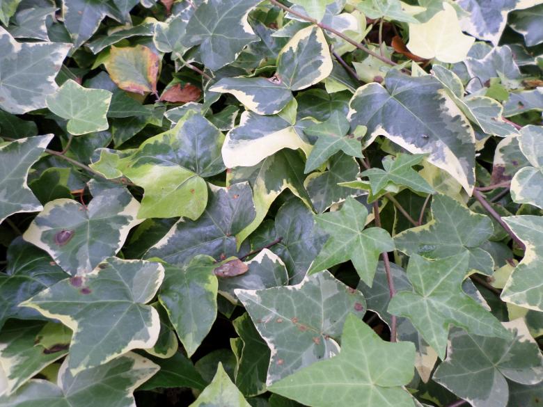 Free stock image of Ivy leaves created by Mark Gleeson