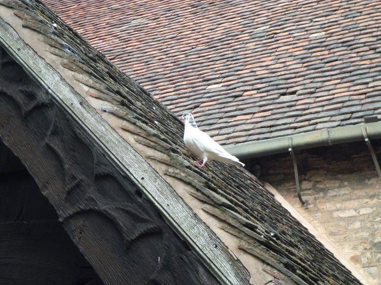 Free stock image of White pigeon on roof created by Mark Gleeson