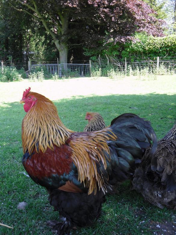 Free stock image of Cockerel created by Mark Gleeson