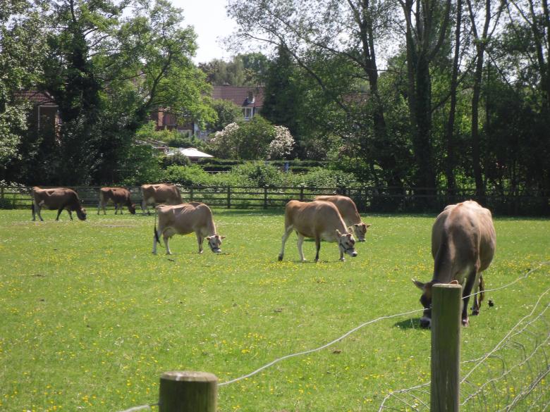 Free stock image of Cows in field created by Mark Gleeson