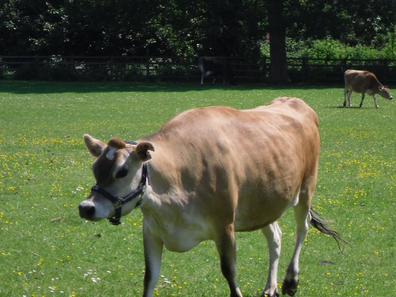 Free stock image of Cow created by Mark Gleeson