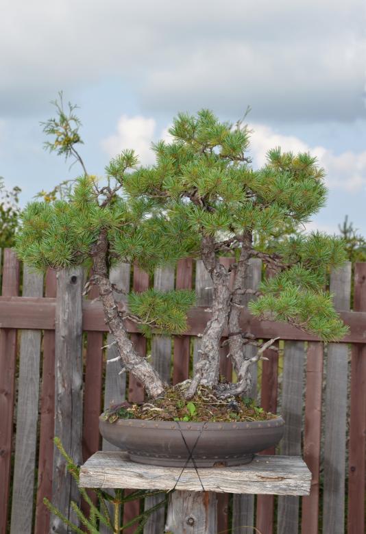 Free stock image of Bonsai pine created by Tomas Adomaitis