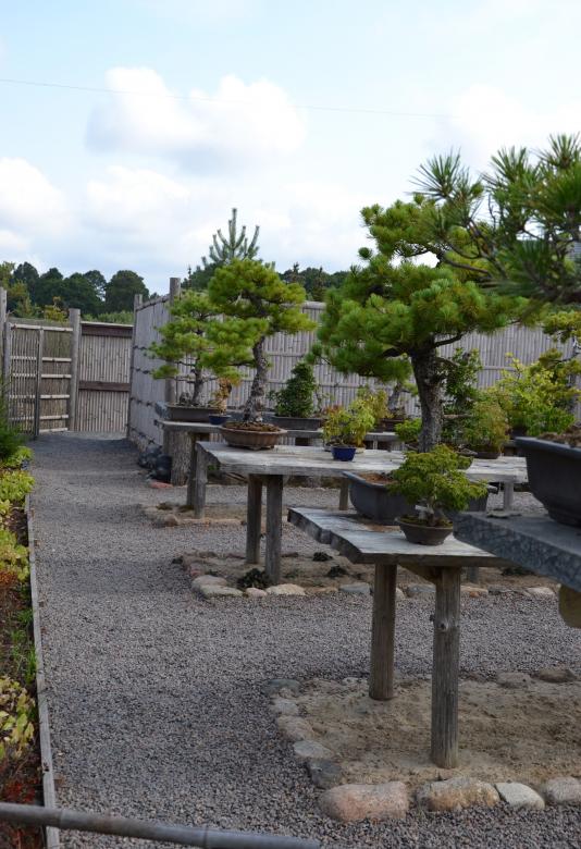Free stock image of Bonsai garden created by Tomas Adomaitis