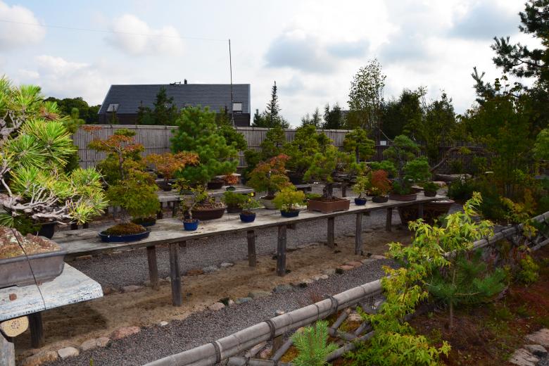Free stock image of Bonsai garden created by Tomas Adomaitis