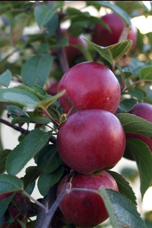 Free stock image of Apples created by Geoffrey Whiteway