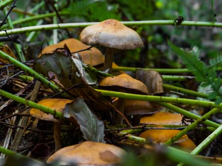 Free Stock Photo of Mushrooms