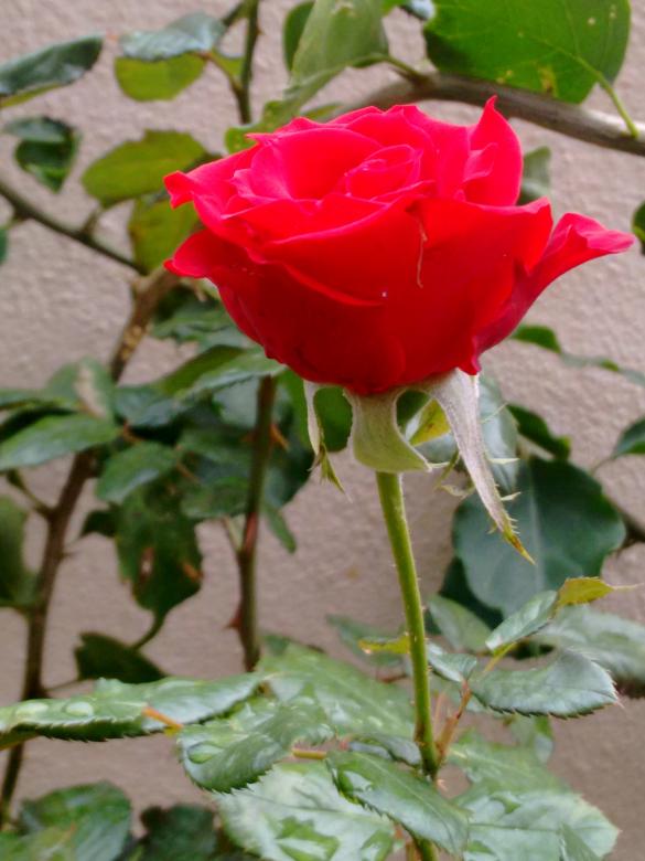 Free stock image of Red Rose created by v vineet kumar