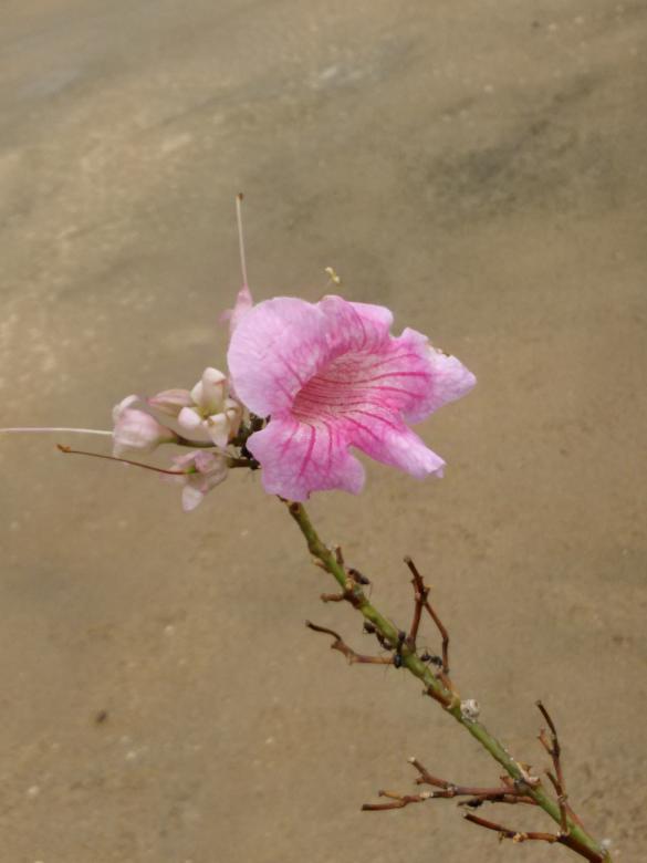Free stock image of Pink flower created by v vineet kumar