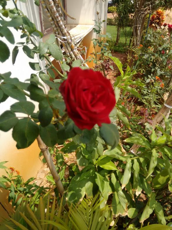 Free stock image of Red Rose created by v vineet kumar