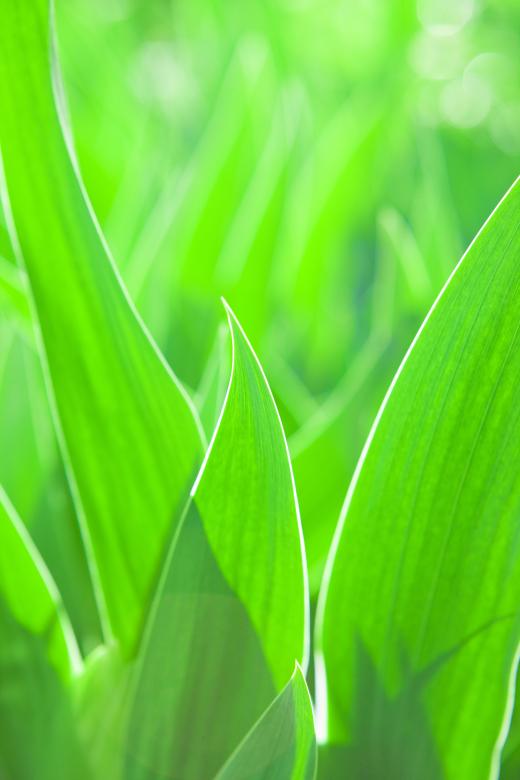 Free stock image of Grass created by 2happy