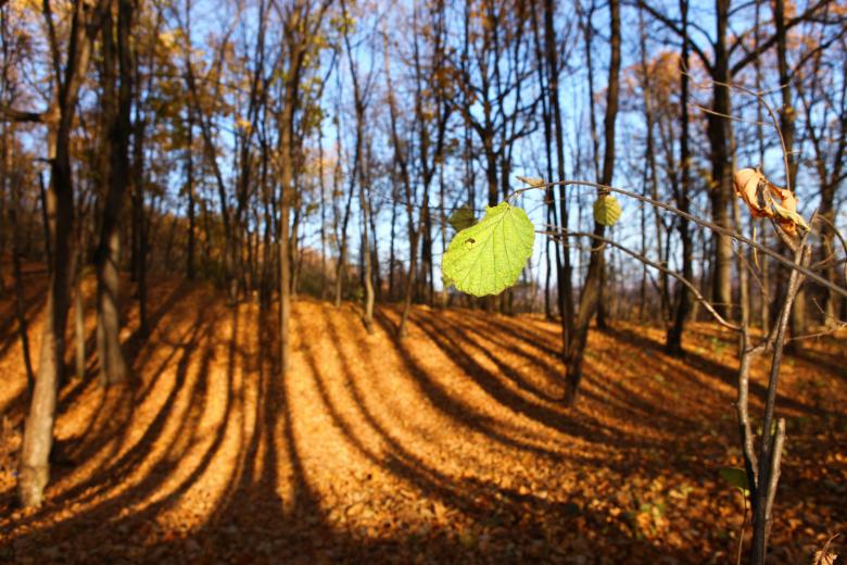 Free stock image of Autumn created by 2happy