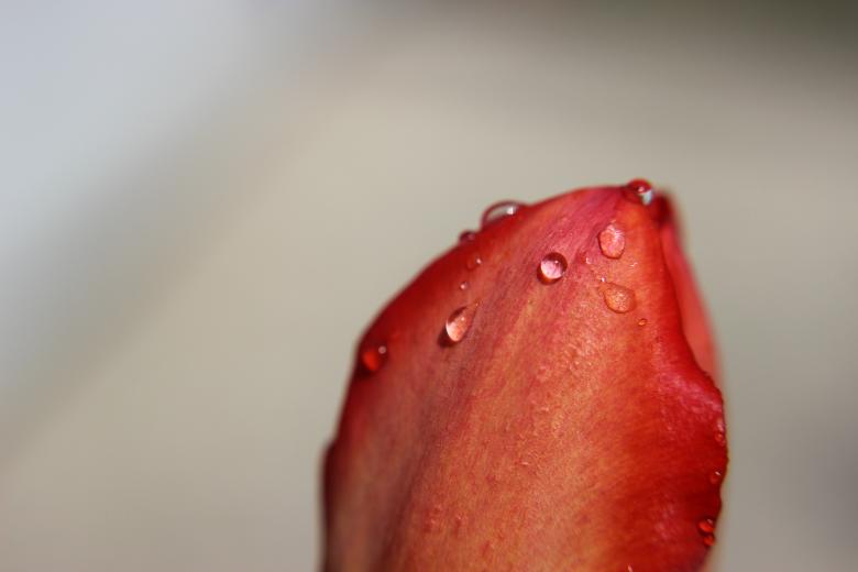 Free stock image of Every Drop created by renato valadez
