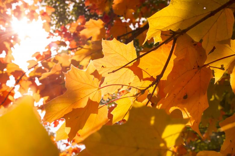 Free stock image of October 1st created by renato valadez