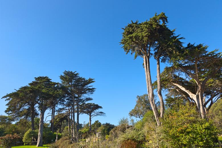 Free stock image of Zoo Tree Scape - HDR created by Nicolas Raymond