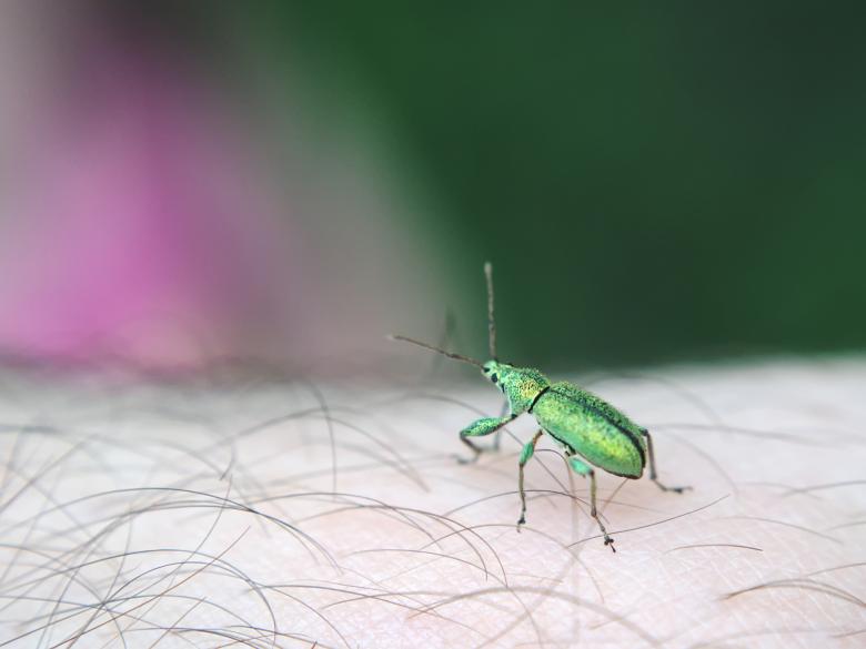 Free stock image of Small insect sitting on an arm created by Mikhail