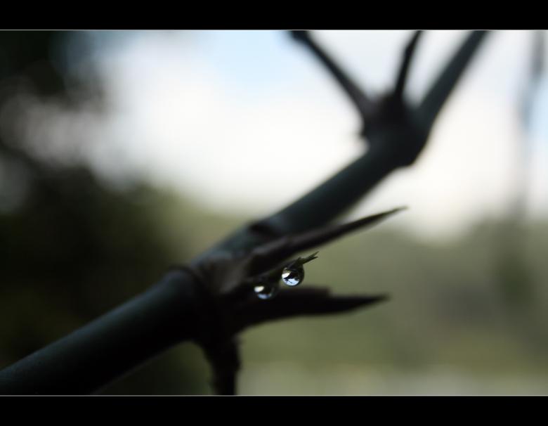 Free stock image of Rain Drop created by sanjay kumar