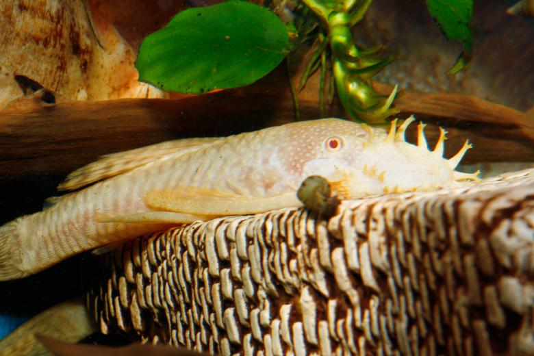 Free stock image of Aquarium fish created by 2happy