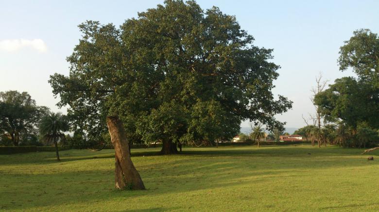 Free stock image of Beautiful Tree in Golf course created by shhekhar kumar