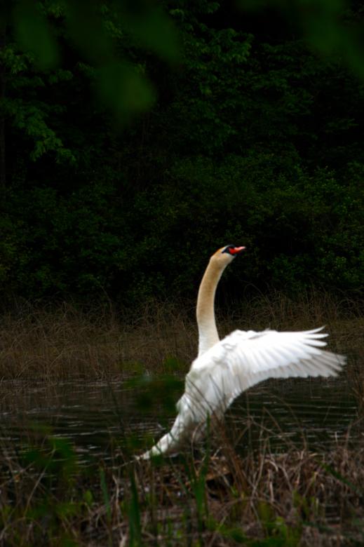 Free stock image of Swan created by Heather Elaine Kitchen