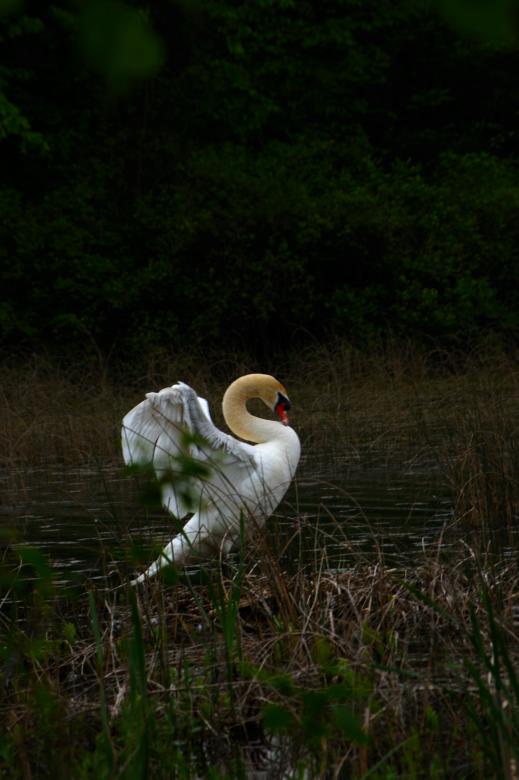 Free stock image of Swan created by Heather Elaine Kitchen