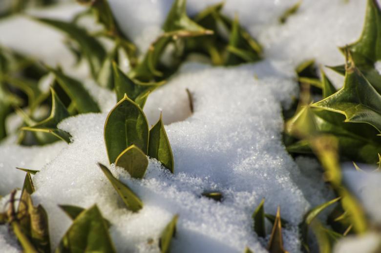 Free stock image of Snow in the Bush created by Heather Elaine Kitchen