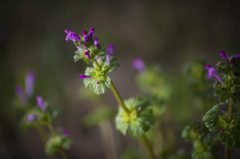 Free stock image of Purple Flowers created by Heather Elaine Kitchen