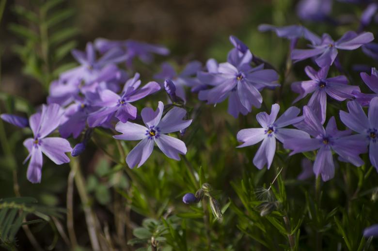 Free stock image of Purple Flowers created by Heather Elaine Kitchen