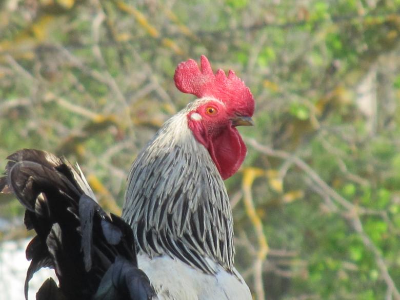 Free stock image of Rooster created by Boris Kyurkchiev
