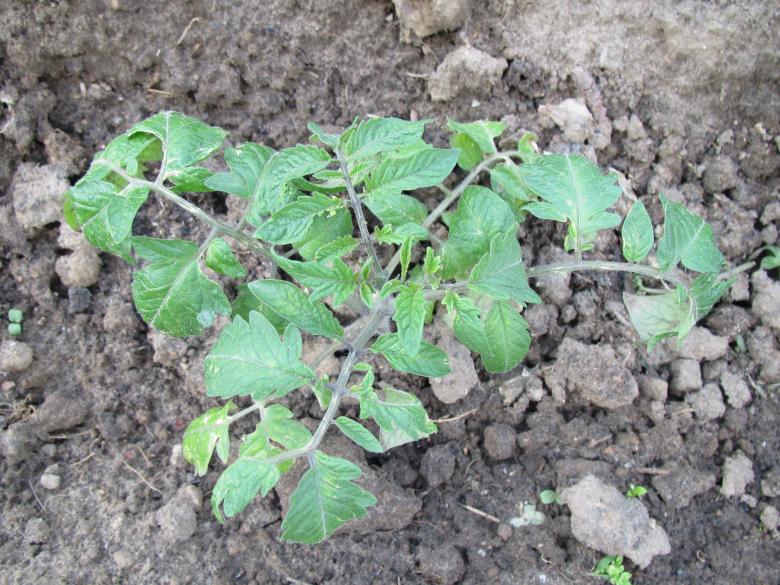Free stock image of Young tomato plant created by Boris Kyurkchiev