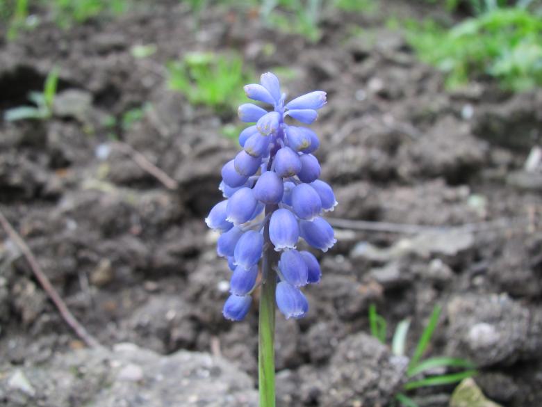 Free stock image of Tiny blue flower created by Boris Kyurkchiev