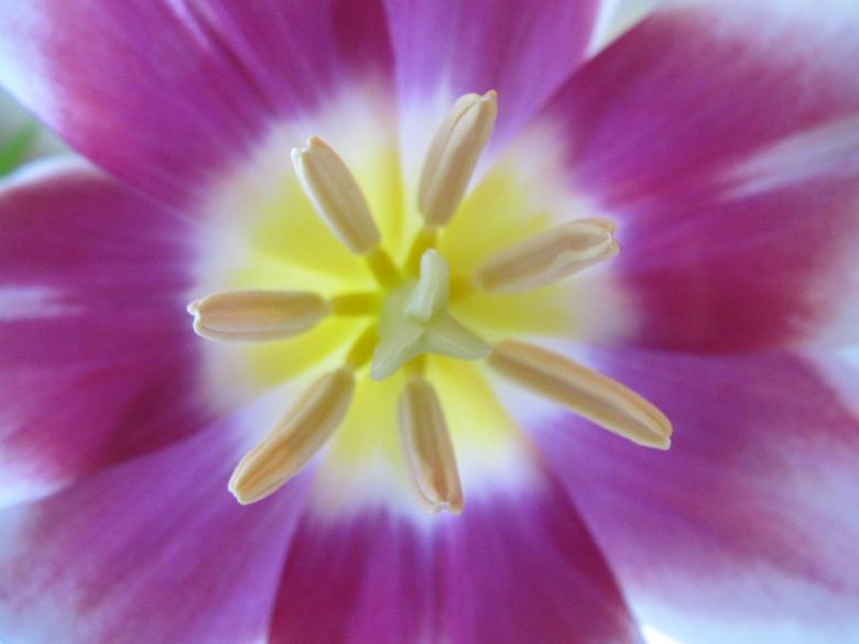 Free stock image of Purple tulip flower macro created by Boris Kyurkchiev