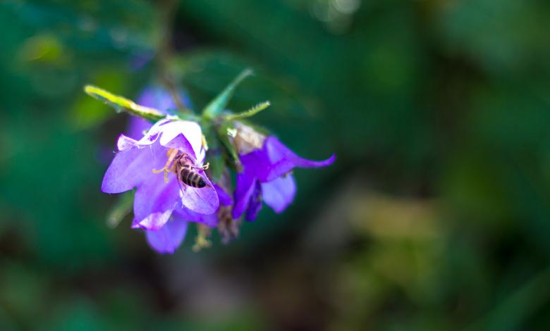 Free stock image of Bee on a flower created by Alen