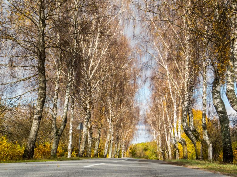 Free stock image of Fall from the mid of the road created by Janis Urtans