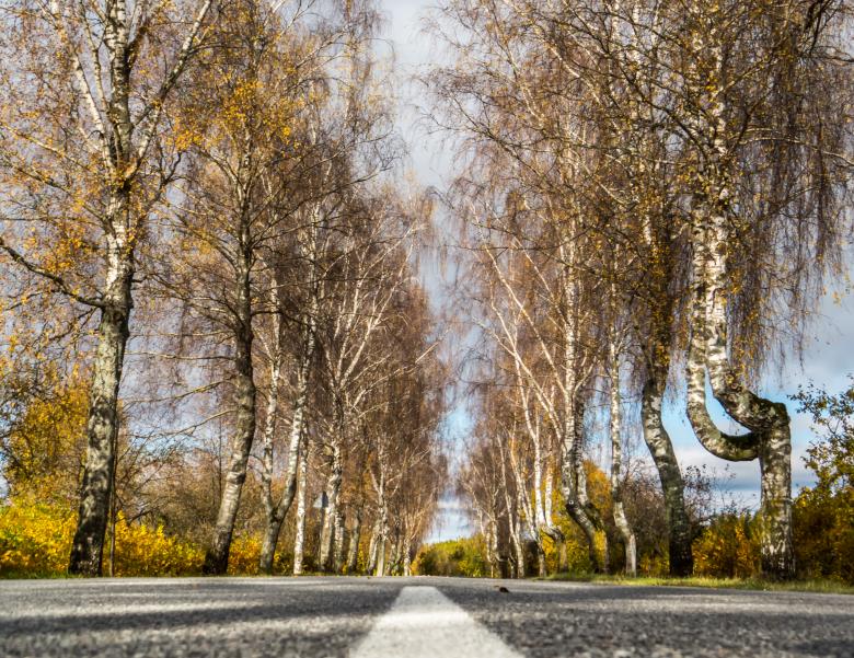 Free stock image of Fall from the mid of the road created by Janis Urtans