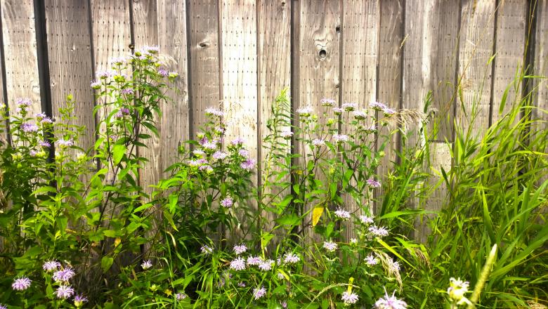Free stock image of Wild Flowers created by iblushay pamela