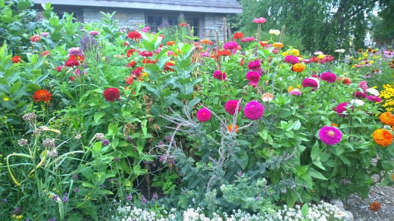 Free stock image of Garden of Flowers created by iblushay pamela