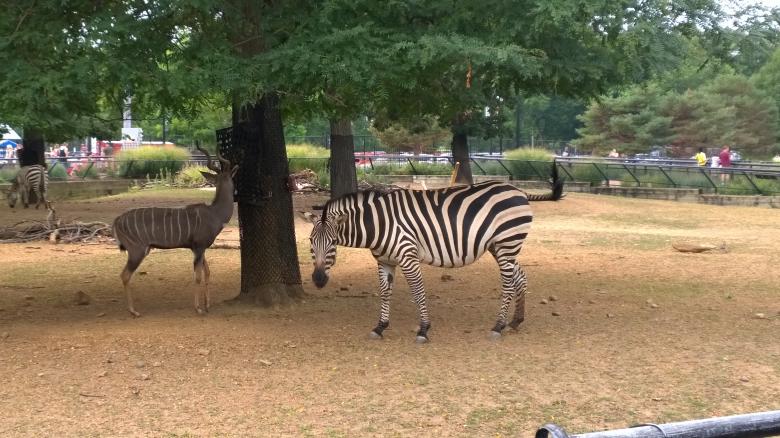 Free stock image of Zebra created by iblushay pamela