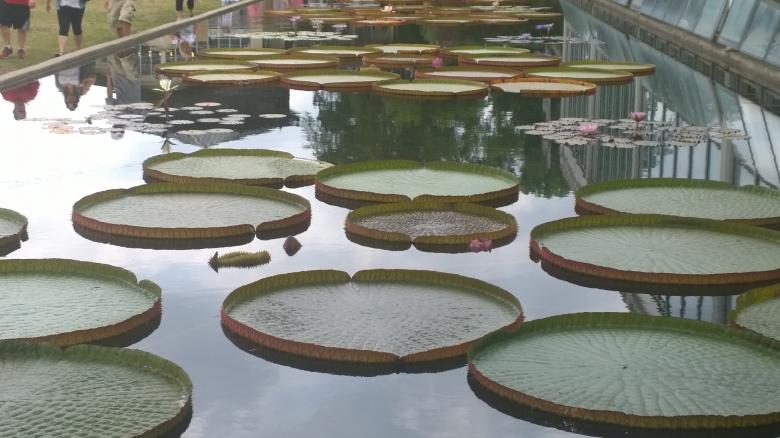 Free stock image of Lily Pads created by iblushay pamela