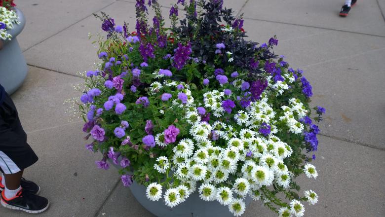 Free stock image of Flower Pot created by iblushay pamela