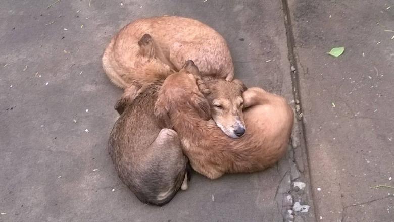 Free stock image of Three dogs sleeping created by shhekhar kumar