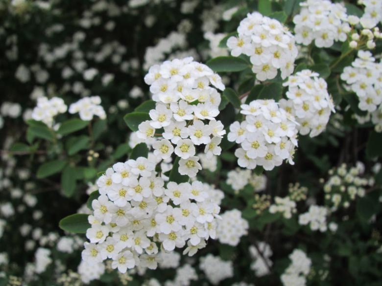 Free stock image of White spring blossoms created by Boris Kyurkchiev