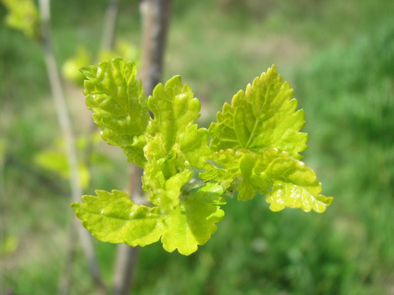 Free stock image of Young tree leaves created by Boris Kyurkchiev