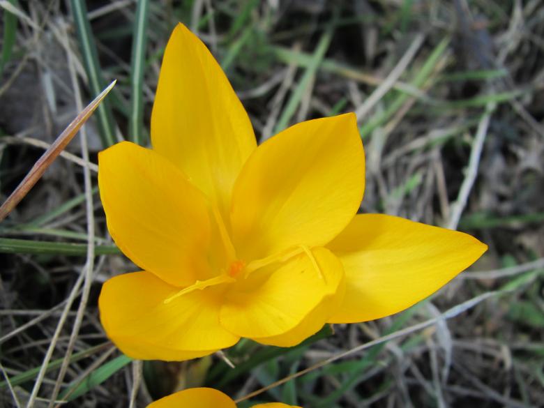 Free stock image of Pretty yellow crocus flower created by Boris Kyurkchiev