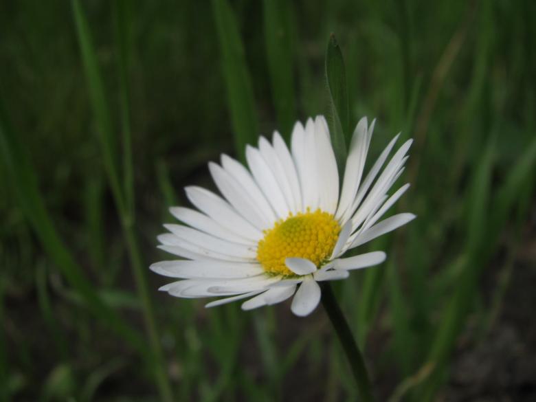 Free stock image of Pretty white daisy flower created by Boris Kyurkchiev