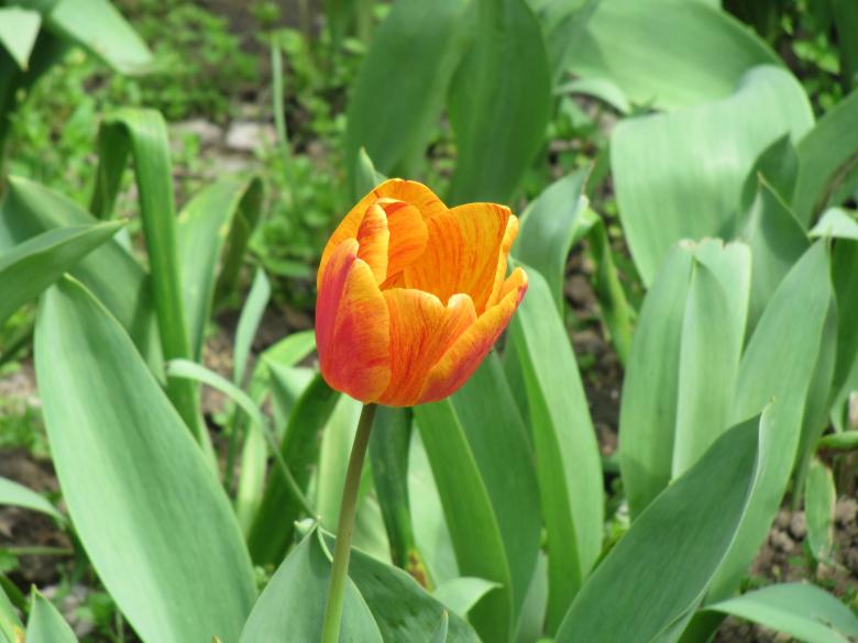 Free stock image of Pretty orange tulip flower created by Boris Kyurkchiev